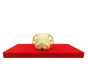 Modelo de Hueso de Mandíbula de Gato, Anatomía Animal, Esqueleto de Plástico, Modelo de Dientes de Gato, Modelo de Dentición de Gato, Manualidades - Product Image 1