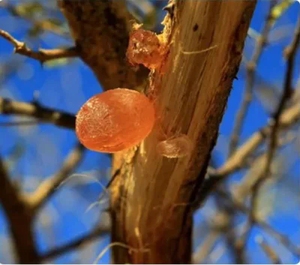 Fabricante ISO aditivo alimentario espesante goma arábiga en polvo <span class=keywords><strong>E414</strong></span> - Product Image 2