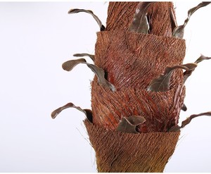 Pohon Palem Buatan Simulasi Tinggi Dekorasi Luar Ruangan Besar Ramah Lingkungan Modern Plastik untuk Wisuda Pernikahan Natal Paskah - Product Image 2