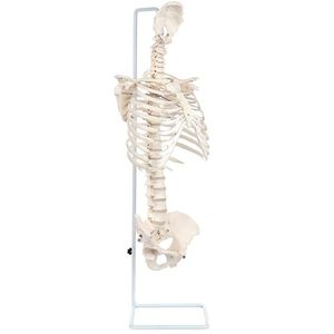 Modelo de Anatomía de caja torácica de tamaño real con columna vertebral y pelvis fundido de huesos humanos reales modelo de enseñanza vertebral científica - Product Image 2