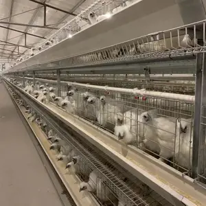 Katlanır Coop kafesleri katmanlar 1000 tavuklar kanatlı çiftlik tavuk kafesi sıcak satış çiftlikleri Metal çok fonksiyonlu sağlanan tavuk evi