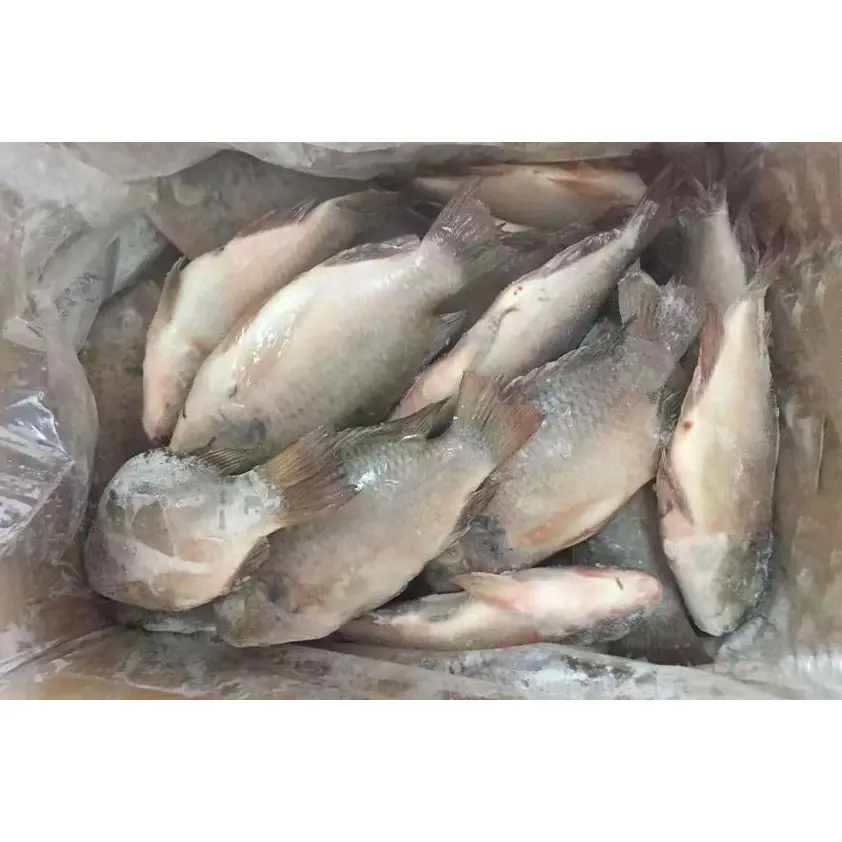 Cibo Africa di alta qualità congelato fresco Tilapia 200-300g all'ingrosso pesce intero congelato Tilapia