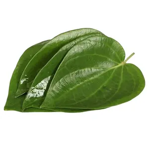 Meilleur produit!!! 100% feuilles de BETEL fraîches du VIETNAM avec des prix compétitifs et des normes d'exportation de haute qualité en 2022