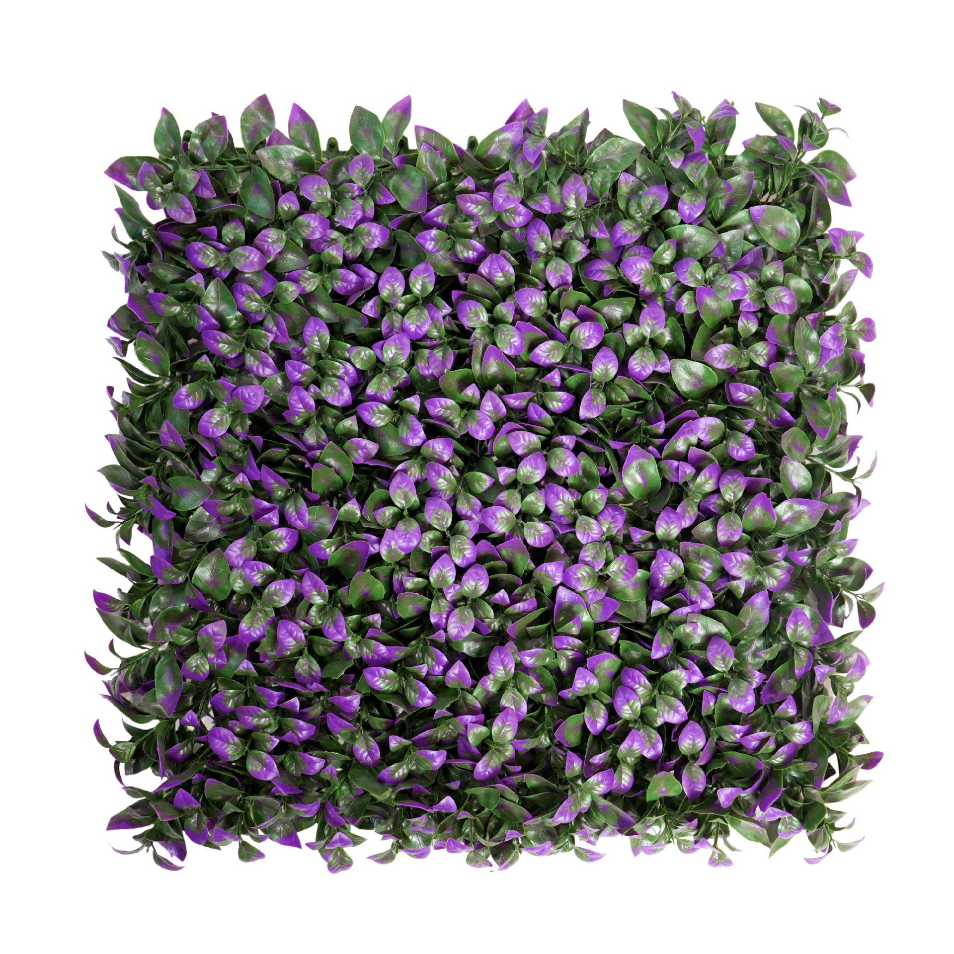 ใบการ์ดีเนียสีม่วง