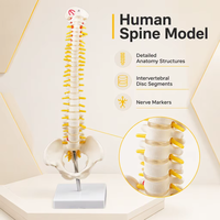Modèle de colonne vertébrale et de bassin humains GelsonLab HSBM-110 45CM, modèle d'anatomie médicale en plastique