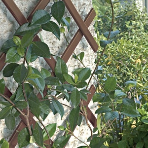Foldable Green Garden Plastic Wall Expandable Trellis for Climbing Plants - Product Image 5