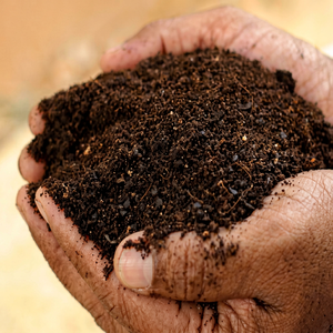 Huile de graines de neem 100 % biologique, extraite par pression à froid, utilisée pour les soins des cultures agricoles, huile de graines de neem soluble dans l'eau - Product Image 4