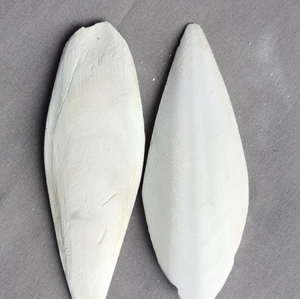 Coquille interne naturelle en os de seiche véritable de la seiche Céphalopode en forme de calmar en os blanc - Product Image 2