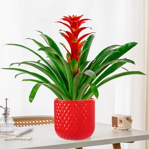 <span class=keywords><strong>Maceta</strong></span> de Material PE con Absorción Automática de Agua, Estilo Moderno, Tradicional, Minimalista, para Cultivo Hidropónico, Color Rojo - Product Image 4