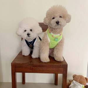 Respirant été mince chien gilet pour petits chiens chiot vêtements pour Chihuahua bouledogue français chat chien accessoires pour noël - Product Image 3