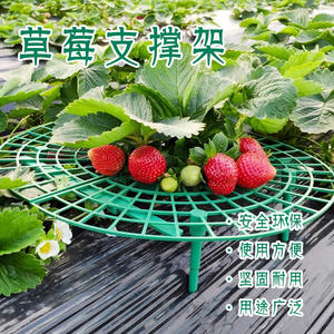 Soporte de Plástico Verde para Fresas, Tipo Disco Redondo, para Jardinería, Cultivo de Frutas y Paisajismo - Product Image 3