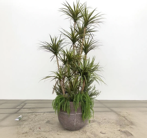 Tomate artificielle en pot et Dragon Pot de sang plante <span class=keywords><strong>pour</strong></span> intérieur extérieur décor à la maison centre commercial supermarché paysage arbre - Product Image 5