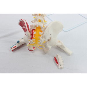 Un modelo de las vértebras naturales grandes, el círculo pélvico, el fémur y los nervios espinales que se atan al sacro, con su origen y... - Product Image 1