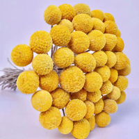 Fleurs séchées naturelles préservées Craspedia Billy Button, tiges de boules dorées pour bouquet de mariage, centre de table, décoration intérieure