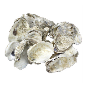 Conchas de <span class=keywords><strong>Ostrea</strong></span> Talienwhanensis Naturales y Crudas, Herbales Tradicionales Mu Li, en Venta - Product Image 1