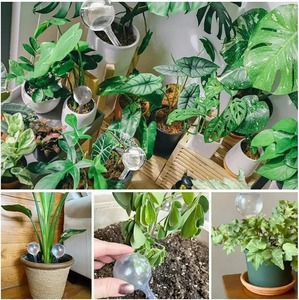 Boule d'arrosage automatique pour plantes, en plastique transparent, système d'irrigation goutte à goutte pour la maison, le jardin et les fleurs - Product Image 5