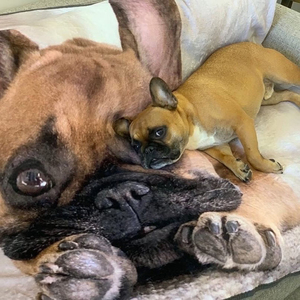 Chăn lông cừu in thăng hoa logo tùy chỉnh, giao hàng nhanh, miễn phí thuế - Product Image 4