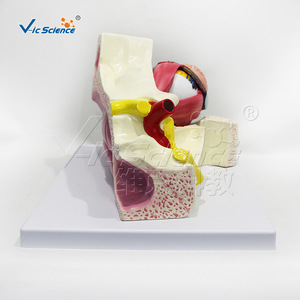 VIC01057 Modèle agrandi de l'œil et des vaisseaux et des nerfs orbitaux, Modèle d'organe structurel humain - Product Image 2
