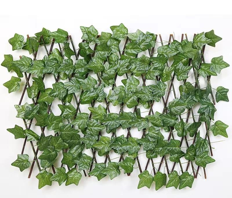 Grande lierre de Boston 0,7 m