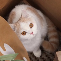 Sacs en papier kraft pour nid de chat, résistant à l'usure, sans miettes