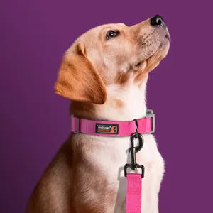 MIDEPET Fashion Pet Produkt zubehör Luxus Design Verstellbare Hunde halsbänder Halskette und weiche Neopren gepolsterte Hunde leine Leine