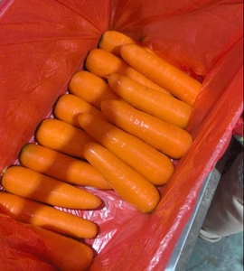 Hữu Cơ Rau Tươi Phổ Thông Trồng trọt Chất Lượng Cao Cam Tự Nhiên Ngọt Ngào Tươi Cà Rốt Cho Xuất Khẩu - Product Image 5