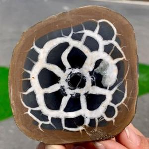 CrystalHola Vente en gros de tranches de pierre marocaine naturelle à motif tortue, sculptées à la main, de haute qualité, décoration bohème, éducatives - Product Image 1