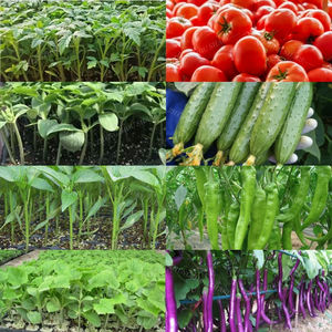 Offre Spéciale légumes et graines de fleurs plateau automatique machine à semer plateau de pépinière semoir machine pour planter des graines dans le plateau de semis - Product Image 6