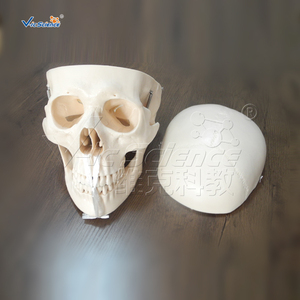 <span class=keywords><strong>Esqueleto</strong></span> Desarticulado con Modelo <span class=keywords><strong>de</strong></span> Cráneo, <span class=keywords><strong>Esqueleto</strong></span> Humano <span class=keywords><strong>de</strong></span> Tamaño Real, Modelo <span class=keywords><strong>de</strong></span> Anatomía para Ciencias Médicas - Product Image 4