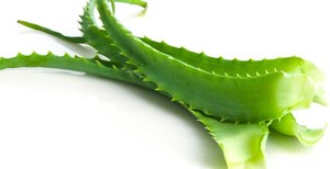 Longze 100% Natuurlijke Aloë Vera Extract Kruidenbladeren Poeder In Verschillende Verpakkingen Fles Trommel Glazen Container Vacuüm Verpakt - Product Image 3