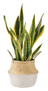 Supporto per <span class=keywords><strong>piante</strong></span> <span class=keywords><strong>da</strong></span> <span class=keywords><strong>parete</strong></span> per esterni, <span class=keywords><strong>porta</strong></span> <span class=keywords><strong>piante</strong></span> <span class=keywords><strong>da</strong></span> finestra, cesto sospeso vintage in vimini, semplice <span class=keywords><strong>porta</strong></span> fiori per la casa - Product Image 4