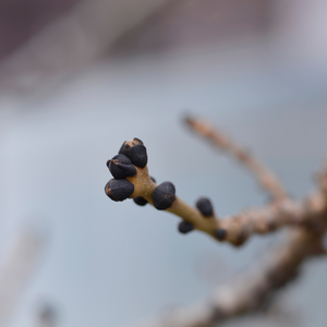 Premium Organic Fraxinus Excelsior Bud Macerat Producto orgánico para el cuidado de la piel Suplemento alimenticio hecho a mano 30ml Extracto de planta certificado - Product Image 3