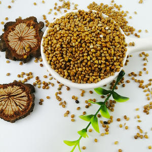 <span class=keywords><strong>Millet</strong></span> perlé hybride de qualité supérieure, jaune, blanc, rouge, doré, en vrac, fourni par l'usine - Product Image 5