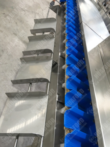 Ligne de production de lavage, cirage, calibrage et tri de kiwis - Prix - Product Image 2