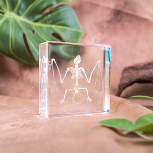 Pisapapeles de cristal de alta transpiración Acrílico Murciélago Esqueleto Espécimen de resina Herramientas educativas para la enseñanza - Product Image 1