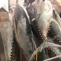 IQF - Frozen Yellow Fin Tuna Fish Price