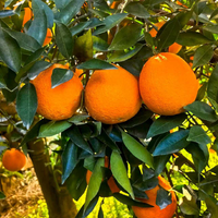 Topkwaliteit premium verse Valencia sinaasappel mandarijn fruit citrus fruiten gekweekte leverancier rechtstreeks uit China exporteur