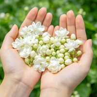 Thé de Santé en Gros : Thé au Jasmin, Bourgeons de Jasmin Frais, Feuilles en Vrac, Sachet, Durée de Conservation de 24 Mois, Sac en Vrac, Emballage Personnalisable