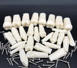 نموذج أسنان للتدريب على طب الأسنان، أسنان Typodont، أسنان صناعية، نموذج أسنان Frasaco - Product Image 3
