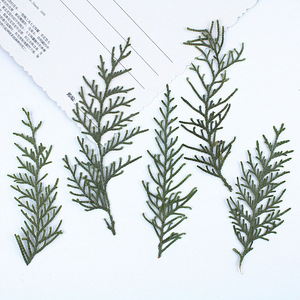 Hojas de Arborvitae Chinas Secas y Prensadas, Follaje Natural de Platycladus <span class=keywords><strong>Orientalis</strong></span> y <span class=keywords><strong>Thuja</strong></span> para Manualidades con Resina, Decoración del Hogar - Product Image 2