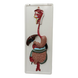 Suministros médicos avanzados Estructura de órganos humanos 3 partes PVC Color Estómago Sistema digestivo Modelo anatómico para entrenamiento de enfermería - Product Image 5