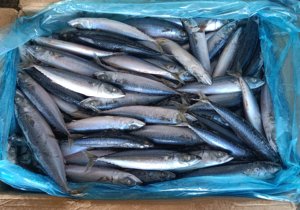 X1137 Novo Frozen Pacific Cavala Peixe Fabricante Congelado Chub Cavala Preço de Fábrica Pacific Cavala 150-200g - Product Image 4