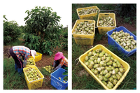 Jus de Noni fermenté naturellement de 8 à 12 semaines, origine zone volcanique de Hainan, boisson légère bien-être enrichie en plus de 200 nutriments actifs