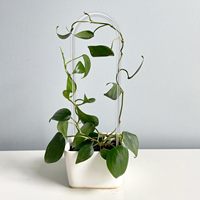 Support de plante en acrylique transparent en forme de U pour plantes grimpantes, vigne, lierre, treillis pour plantes en pot, intérieur et extérieur