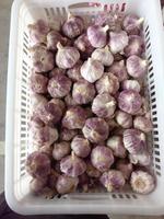 Grote Productie Knoflook Maat Grader Knoflook Grader