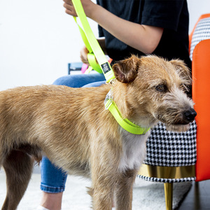 Automatic <b>Dog</b> Leash For Small <b>Dogs</b> Retractable <b>Light</b> Up Collar Leather Material Solid Pattern Pet Leash - Product Image 1