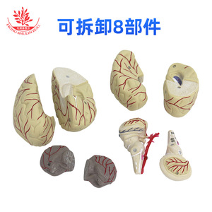 Modèle anatomique du cerveau humain, modèle d'artère cérébrale, modèle de structure cérébrale, modèle de cerveau, modèle de vaisseaux sanguins cérébraux - Product Image 4