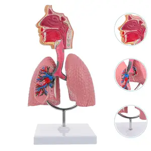 Ayuda para la enseñanza médica de alta calidad, recurso de enseñanza de ciencias médicas, anatomía del cuerpo humano, modelo anatómico de pulmón para la Escuela de Medicina