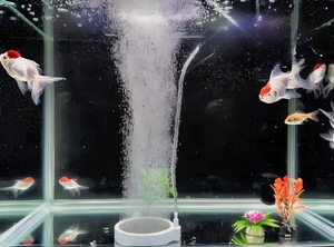 가정용 및 실외 사용을 위한 USB 플라스틱 5W 친환경 초저소음 소형 휴대용 어항 산소 펌프 전원 은행 호환 - Product Image 2