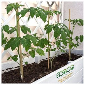 Eco2go Vietnam Piquets de Bambou pour Plantes |   Supports de treillis de jardin en bois |   Pôles en bambou naturel durable pour plantes grimpantes en vrac - Product Image 4